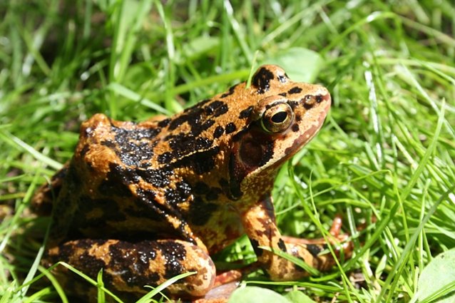 Bild: Bunter Frosch