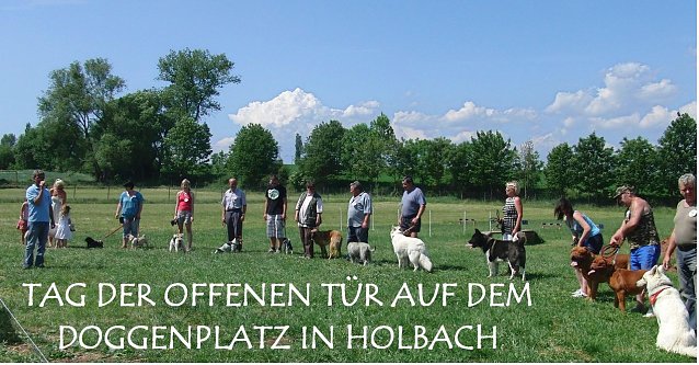 Bild: Alles tolle Hunde
