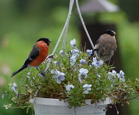 Bild: Vogelp&auml;rchen