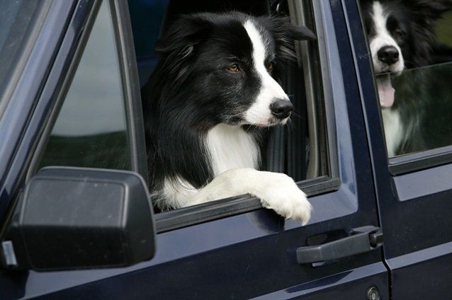 Bild: Mit dem Hund in den Urlaub