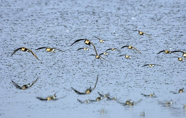 Bild: Kampfl&auml;ufer