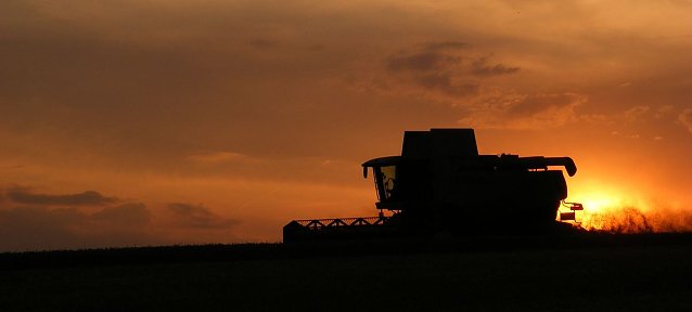 Bild: Sonnenuntergang in der Magdeburger B&ouml;rde