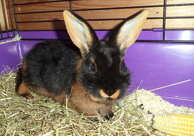 Bild: Hasi