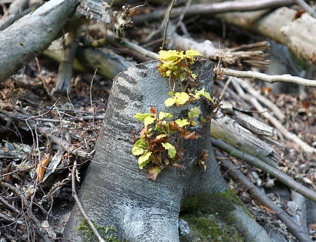 Bild: Herbst im S&uuml;dharz