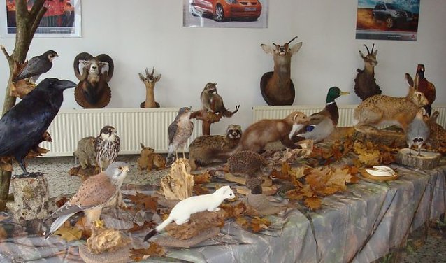 Bild: Jagd im Autohaus