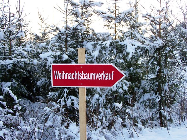 Bild: Weihnachtsbaumtipps