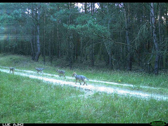 Bild: Wolfsrudel in MV