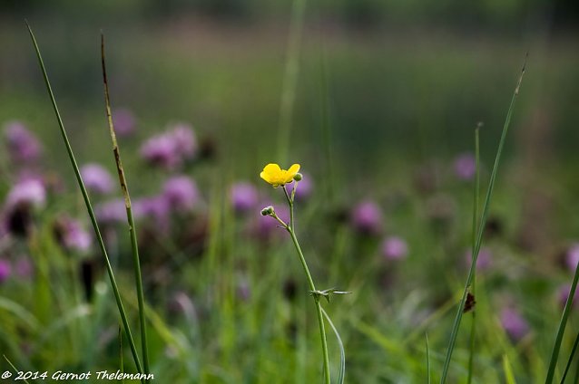 Bild: Wetter-Bild