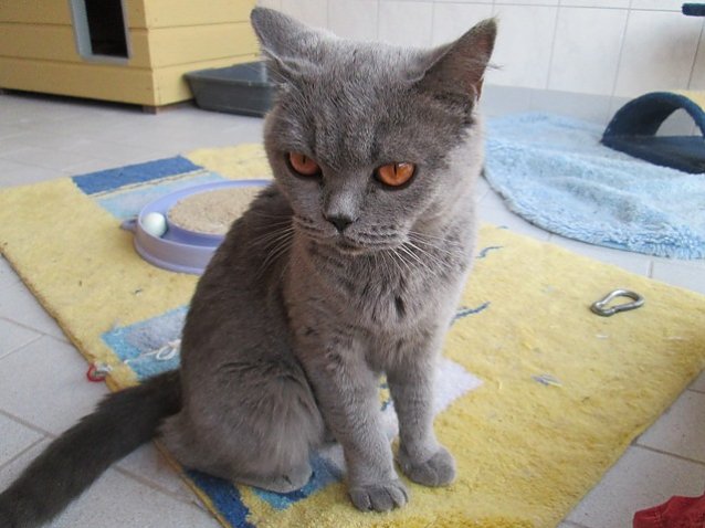 Bild: Katze gefunden
