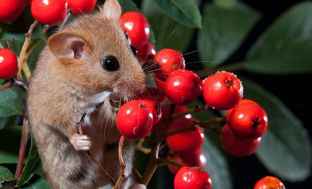 Bild: Schnuppern an der Eberesche