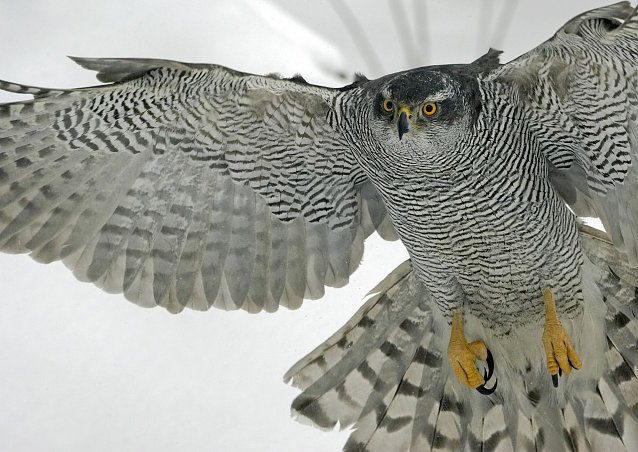 Bild: Vogel des Jahres 2015