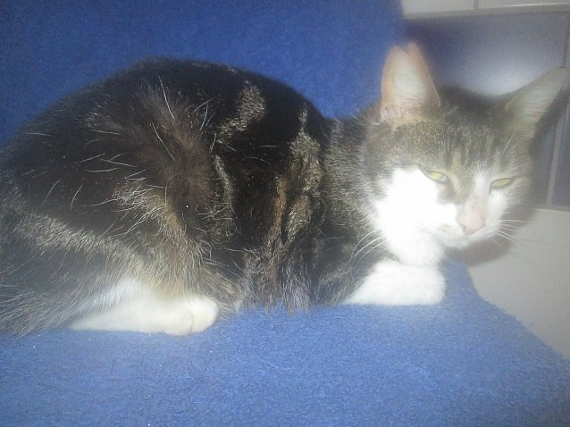Bild: Grauwei&szlig;e Katze