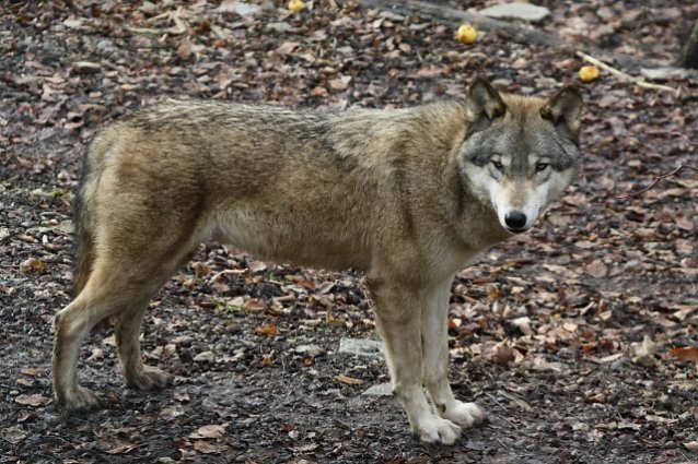 Bild: Wolf