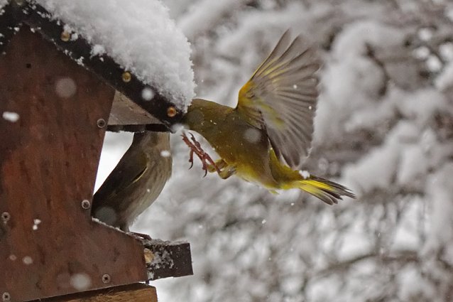 Bild: Winter im April - V&ouml;gel im Schnee
