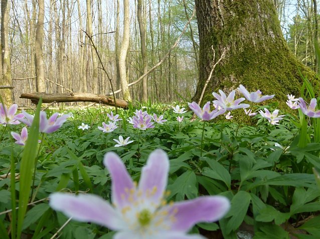 Bild: Fr&uuml;hlings-Anemone