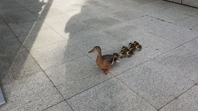 Bild: Entenfamilie