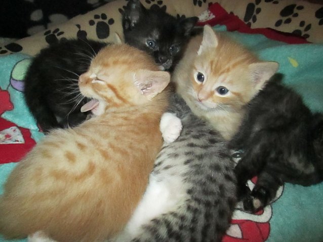 Bild: Katzen