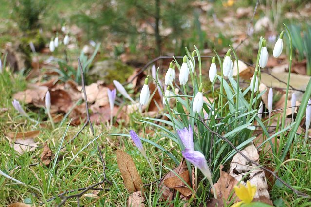 Bild: Vorfr&uuml;hling seit Dezember - die Wetterlage aus Pflanzensicht