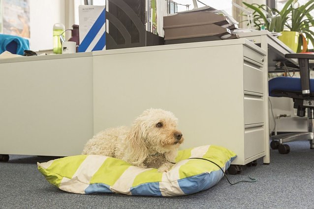 Bild: Ein Kollege Hund kann eine Bereicherung f&uuml;r den Arbeitsalltag sein.