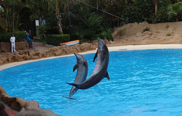 Bild: Delphin-Show