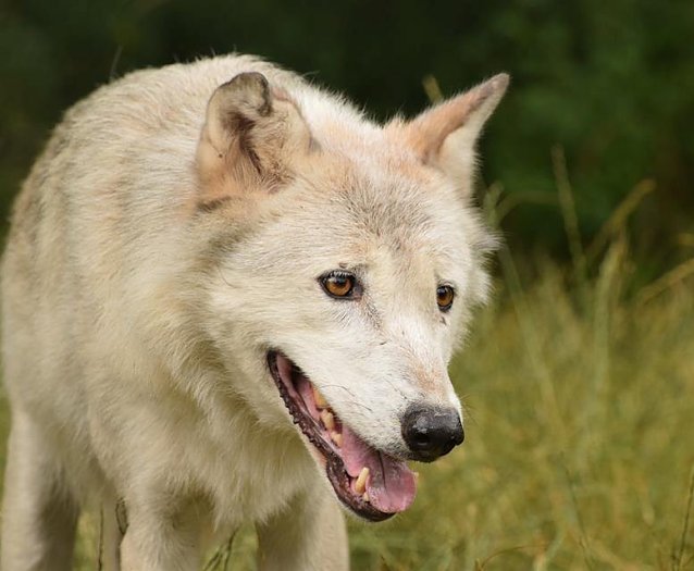 Bild: Wolf