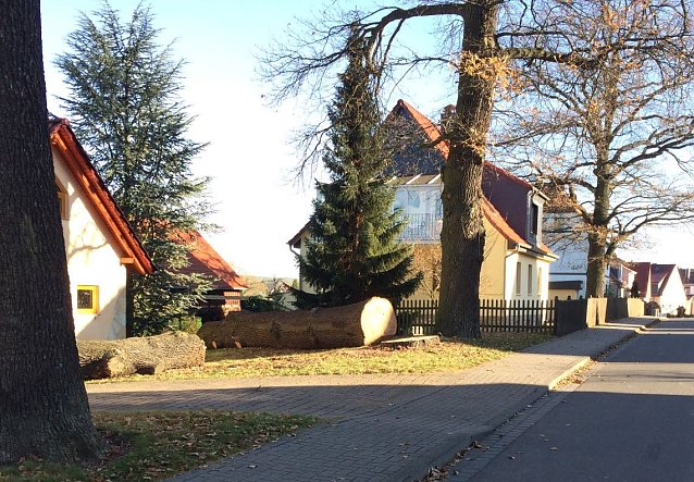 Bild: Gef&auml;llte Eiche
