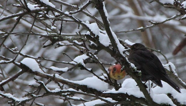 Bild: Am kommenden Wochenende schl&auml;gt wieder die Stunde der Winterv&ouml;gel
