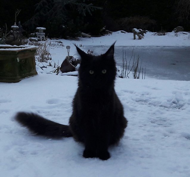 Bild: Kater Mogli