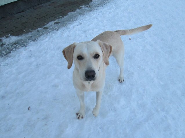 Bild: Labrador