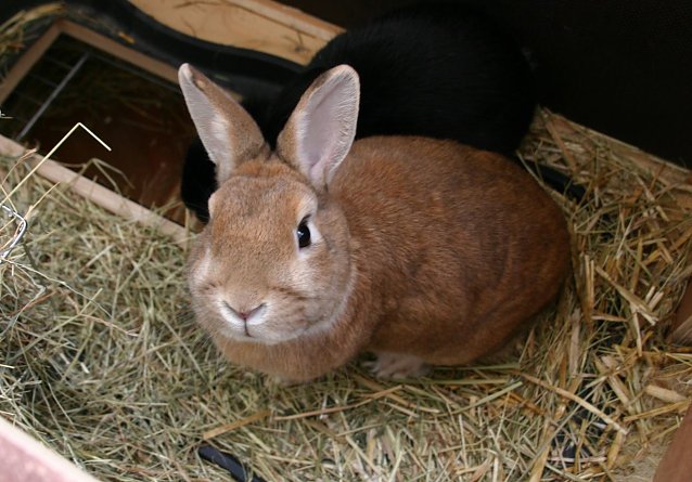 Bild: Kaninchen
