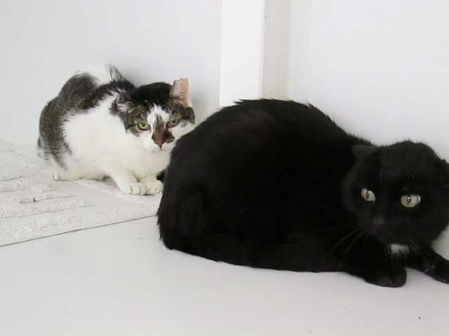 Bild: Katzen