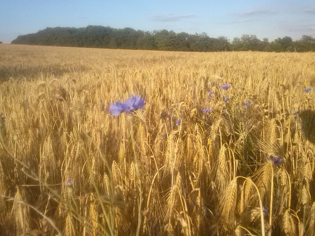 Bild: Wetterbild