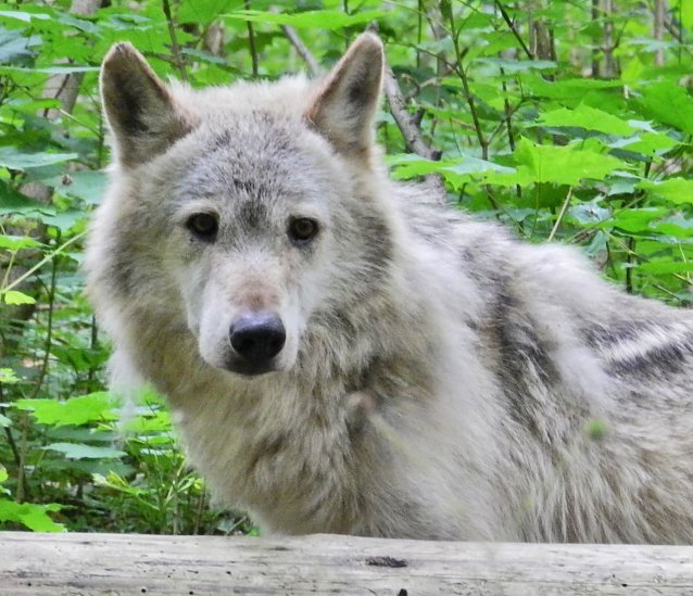 Bild: Wolf Milan