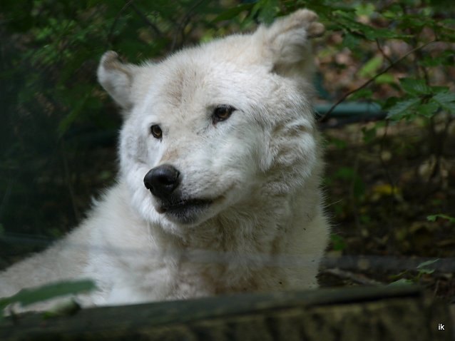 Bild: Wolf im B&auml;renpark