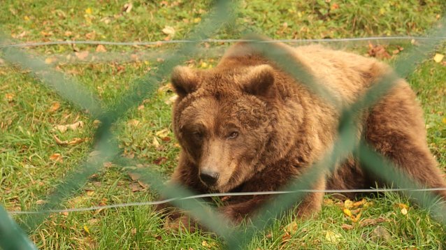 Bild: Goldener Herbst im B&auml;renpark Worbis