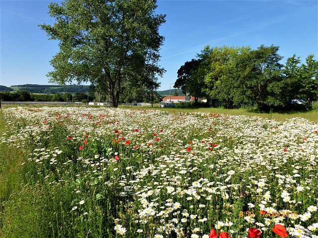 Bild: Sommerwiese