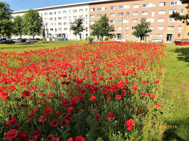 Bild: Sommerwiese mit Klatschmohn