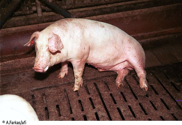 Bild: Viele Schweine in der Intensivtierhaltung sind krank oder verletzt