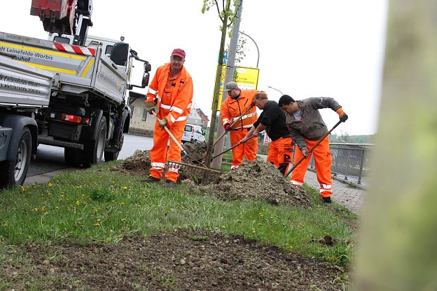 Bild: B&auml;ume werden gesetzt