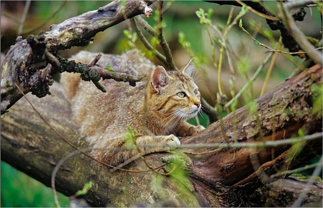Bild: Wildkatze