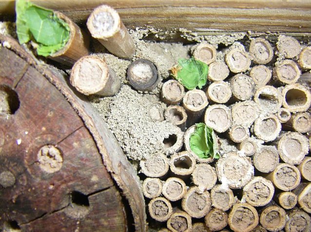 Bild: Wildbienenhotel