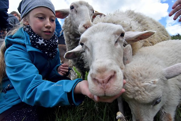 Bild: Die tierischen Bewohner, wie dieses Leineschaf, hei&szlig;en die Finalisten des Wettbewerbs auf Gut Herbigshagen willkommen. 