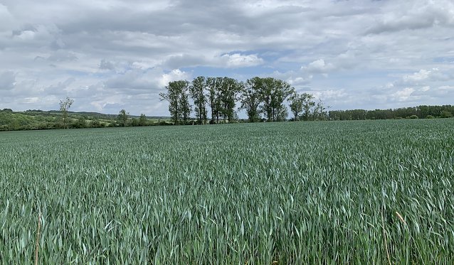 Bild: Windl&uuml;cke