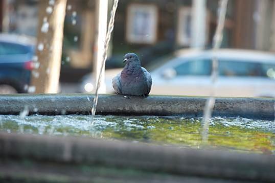 Bild: So manche verflogene Brieftaube l&auml;sst sich in der Stadt nieder. Dadurch steigen dort die Populationen und ein tierschutzgerechtes Stadttaubenmanagement wird erschwert.  