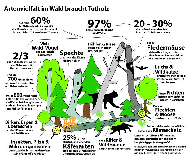 Bild: Biodiversit&auml;t im Totholz
