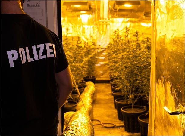 Bild: Cannabisplantage bei Durchsuchung entdeckt