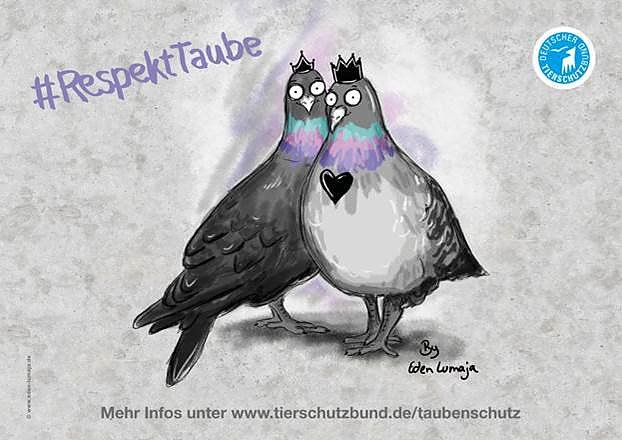 Bild: #RespektTaube - Tierschutzbund startet Kampagne