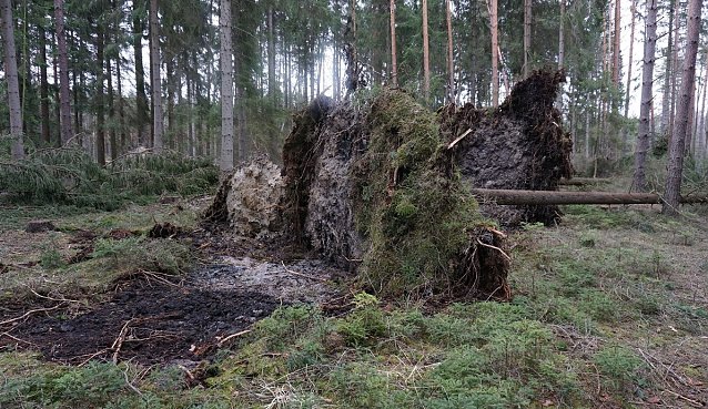 Bild: Im Wald lauern im Herbst viele Gefahren