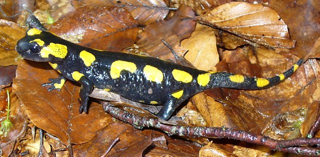 Bild: Der Feuersalamander ist u. a. im Th&uuml;ringer Wald zu Hause: Er geht, wie viele andere Amphibien, in die Winterstarre