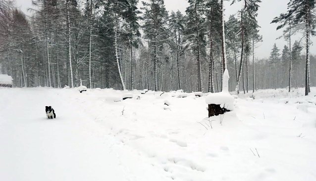 Bild: Winterwetter heute bei Sophienhof